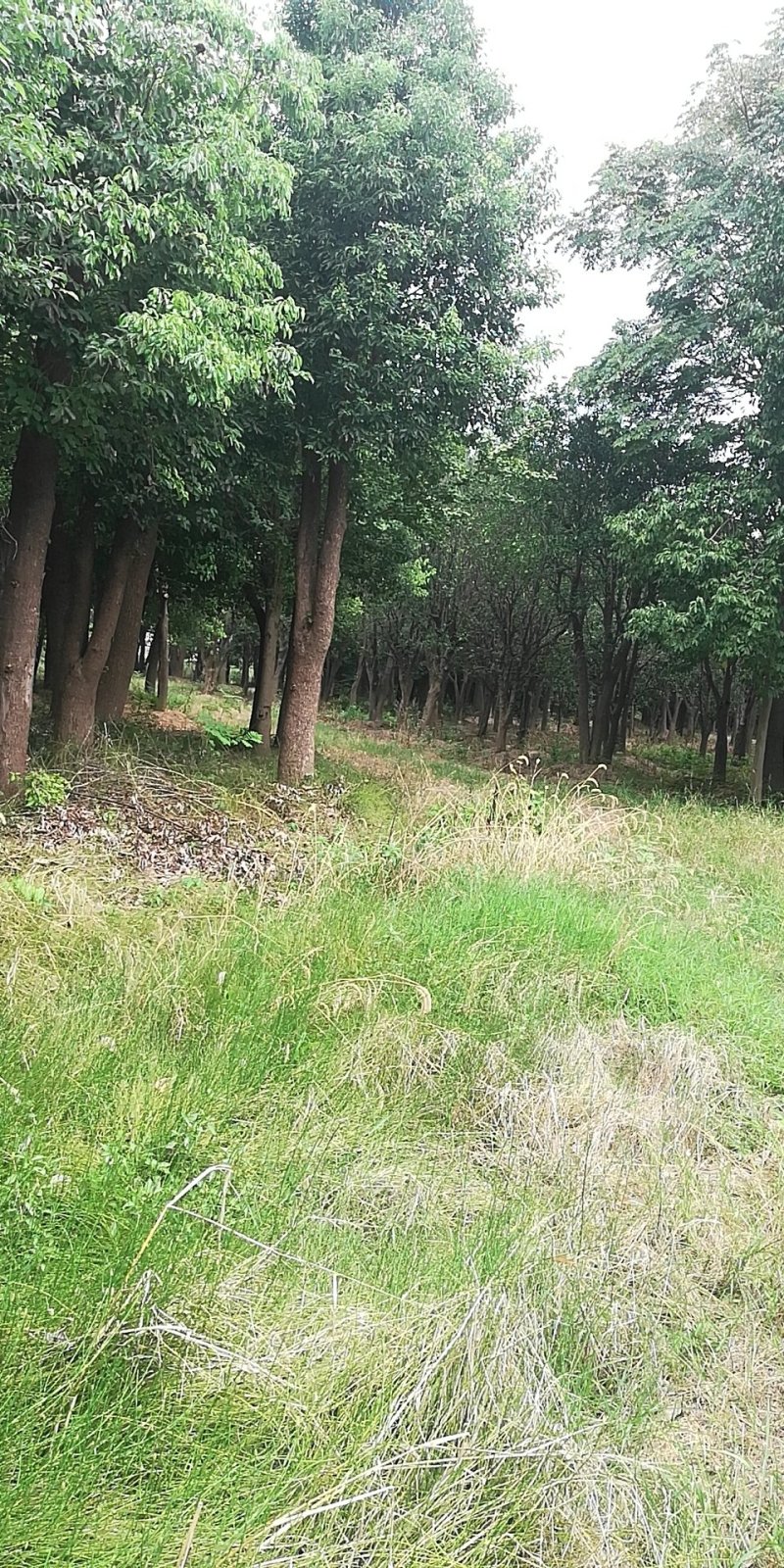 移载香泡大量观货