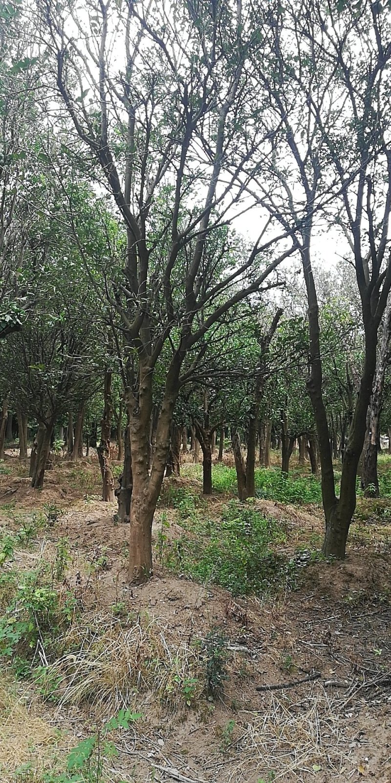 移载香泡大量观货