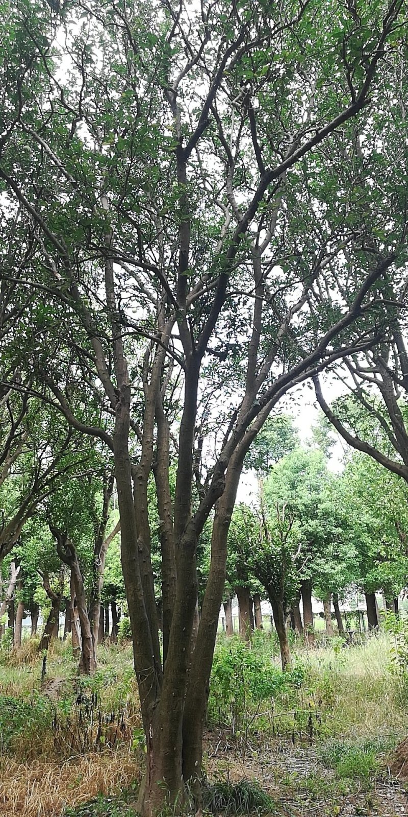 移载香泡大量观货
