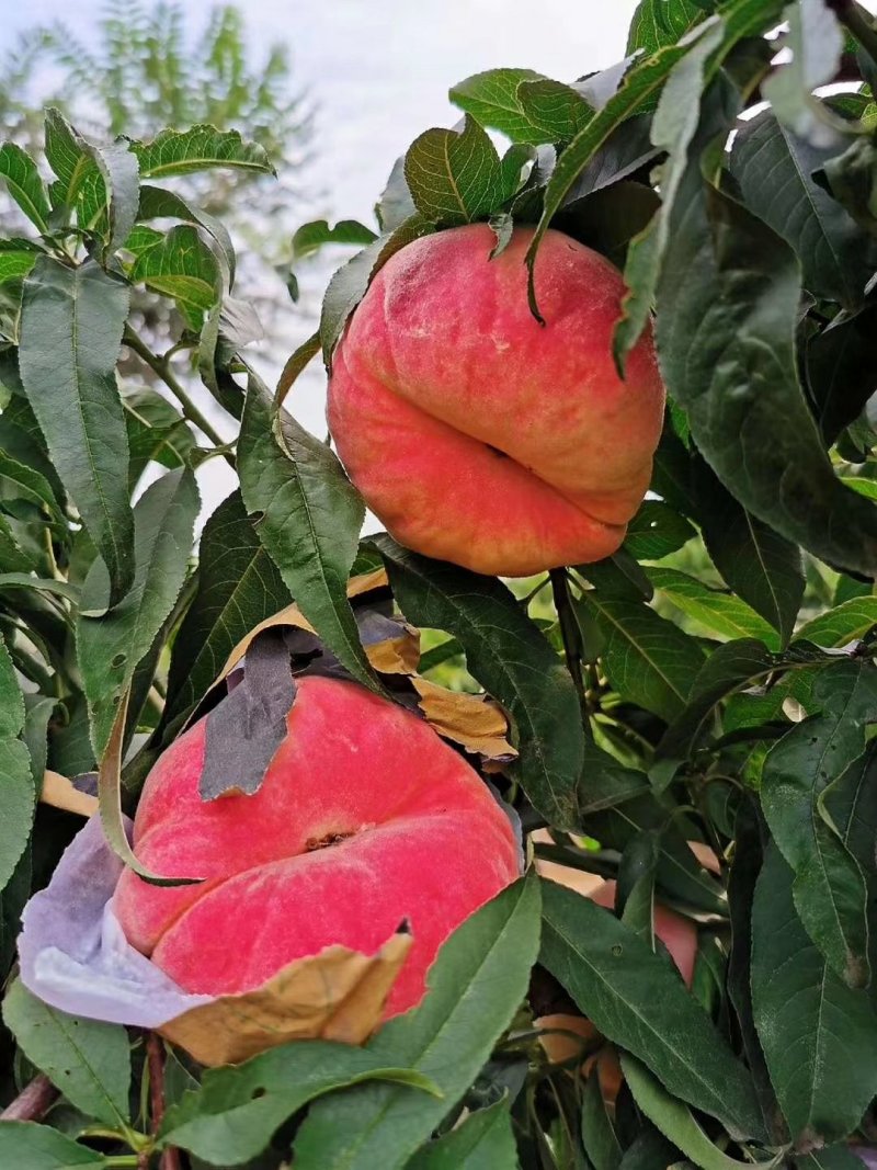 中秋巨蟠