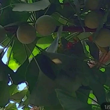 银杏果(新鲜带皮)