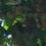 银杏果(新鲜带皮)