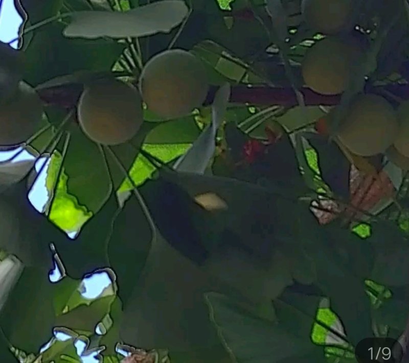 银杏果(新鲜带皮)