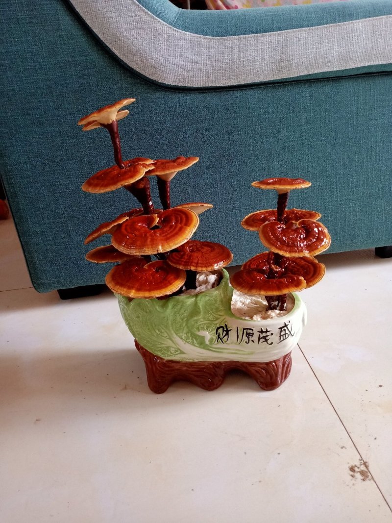 灵芝盆景