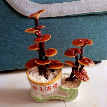 灵芝盆景