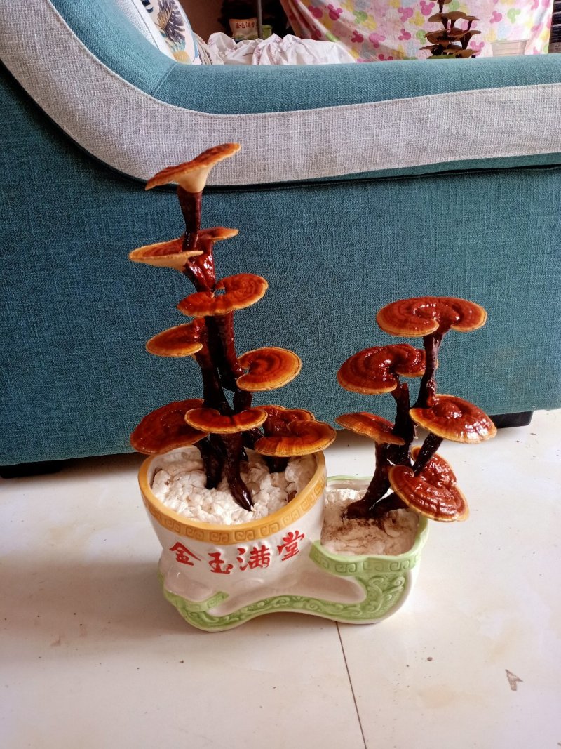 灵芝盆景