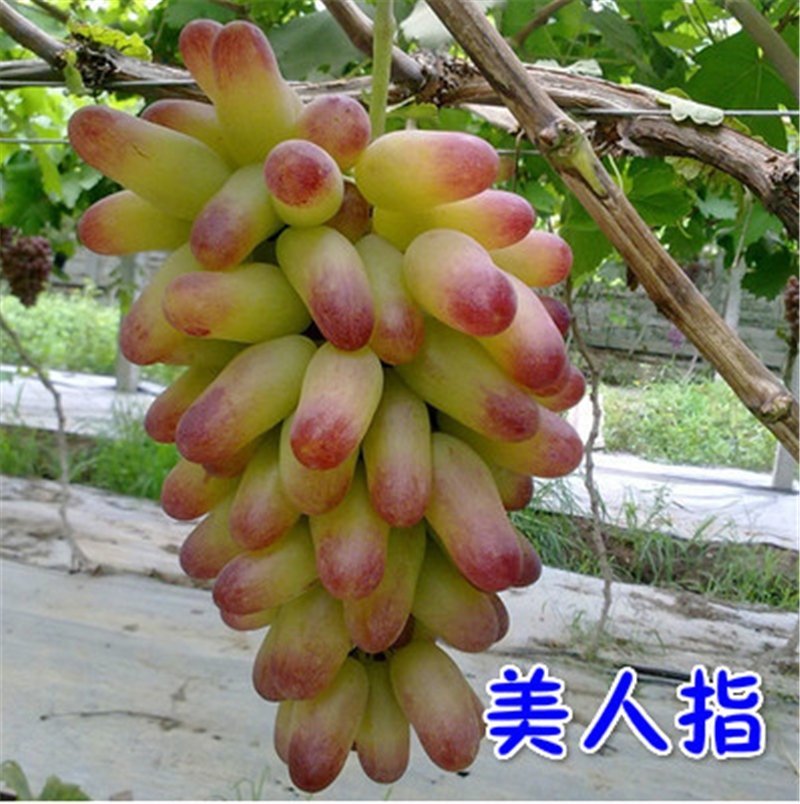 山东美人指葡萄嫁接苗，甜蜜蜜，现现挖现卖，全程技术指导