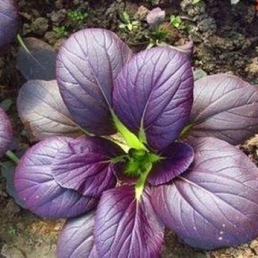 易门紫白菜