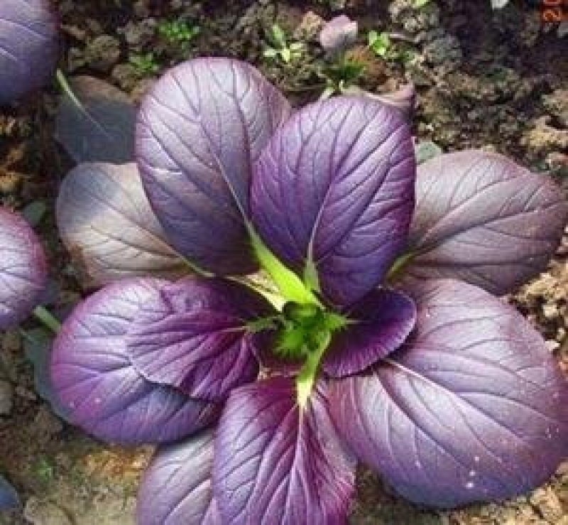 易门紫白菜