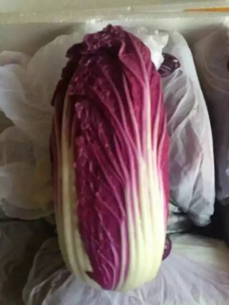 易门紫白菜