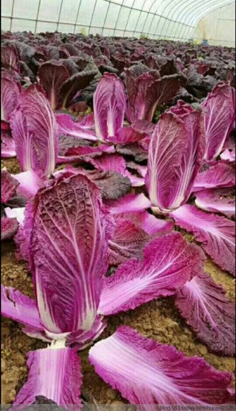 易门紫白菜