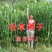 【有好货】高丹草种子进口牧草种子猪牛羊鱼草高产草籽