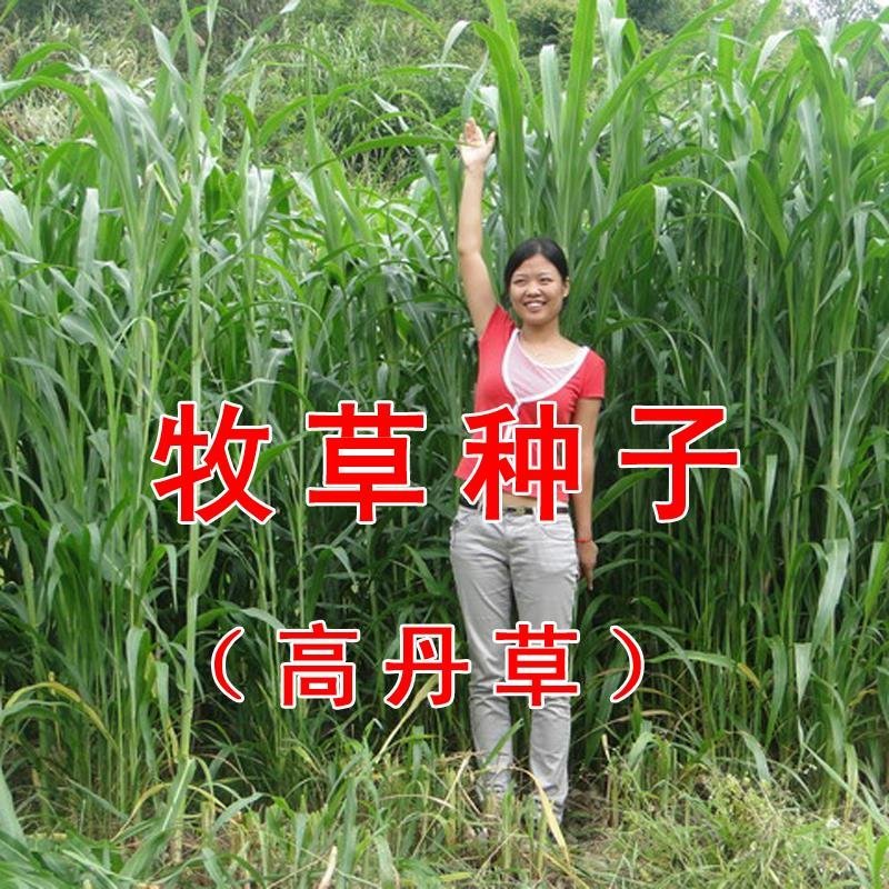 【有好货】高丹草种子进口牧草种子猪牛羊鱼草高产草籽
