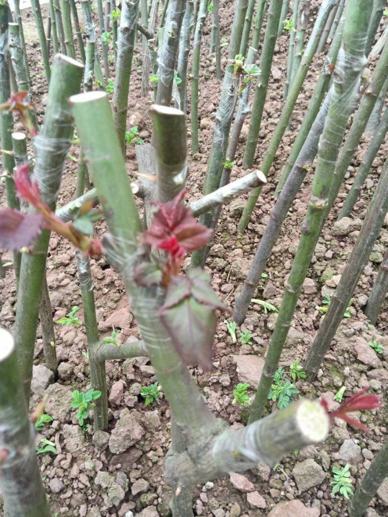 蔷薇杆