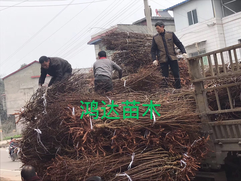 1公分李子苗.3公分青脆李子苗.3公分脆红李子苗当年结果