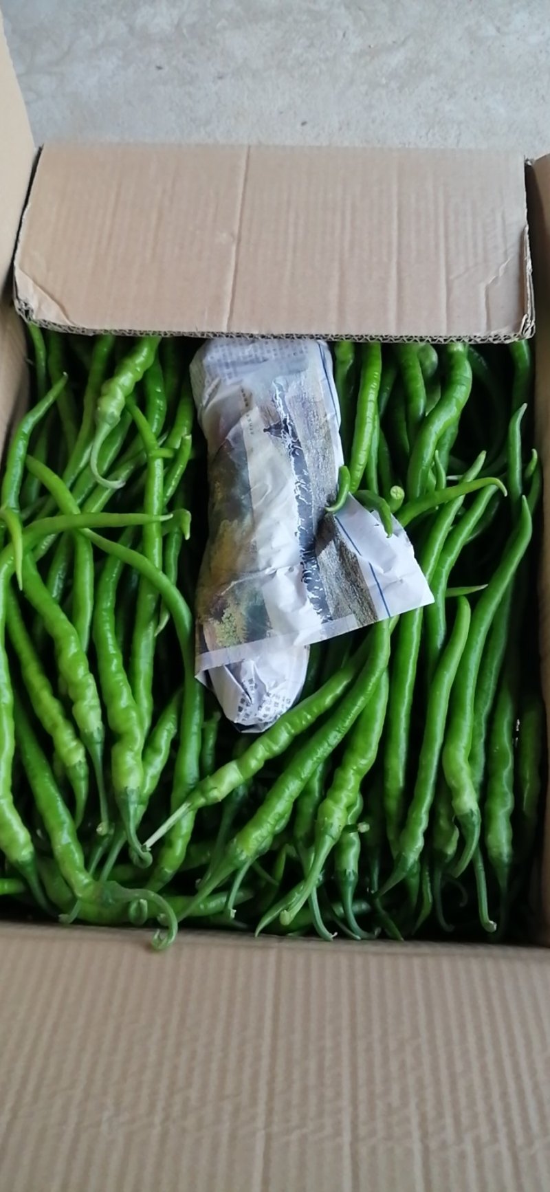 陕西蒲城秋延辣椒大量上市