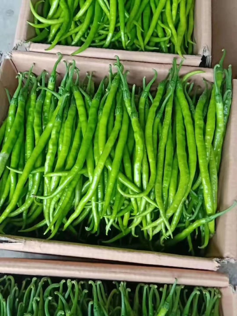 陕西蒲城秋延辣椒大量上市
