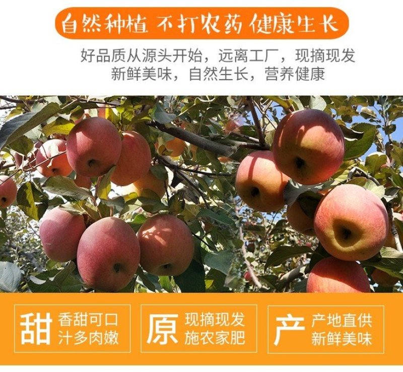 【一件代发精品】大凉山盐源丑苹果冰糖心丑苹果
