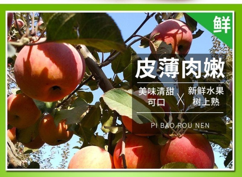 【一件代发精品】大凉山盐源丑苹果冰糖心丑苹果