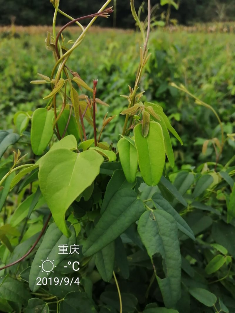 紫红色种苗