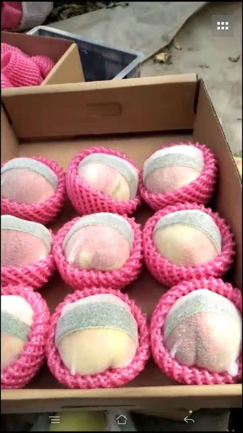 精品绿化久，双节红，提供冷库，