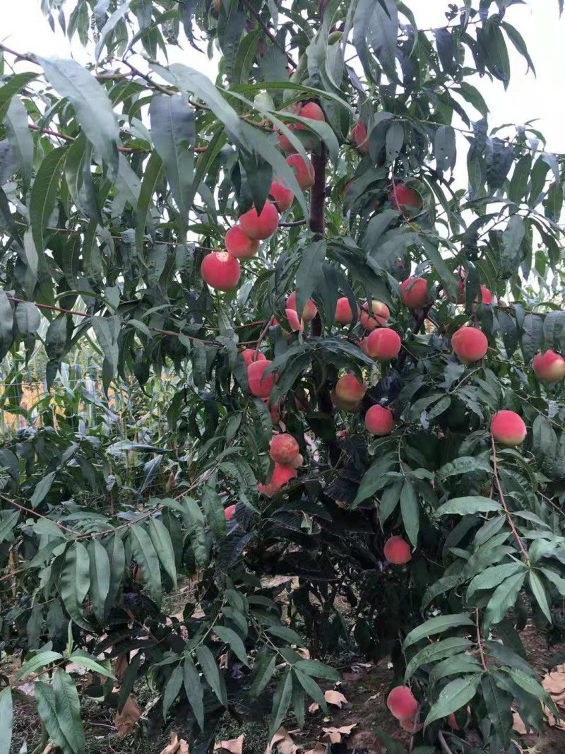 精品绿化久，双节红，提供冷库，