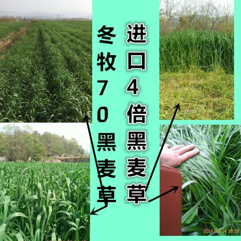 牧草种子冬牧70耐寒四季种植适口性好高产黑麦草种子