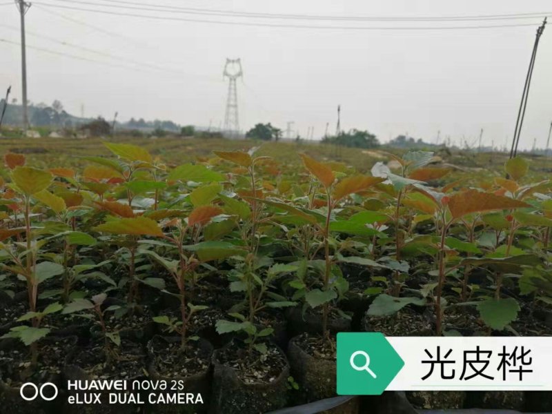 光皮桦