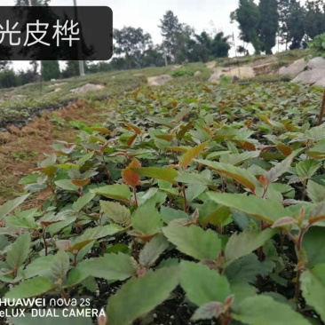 光皮桦