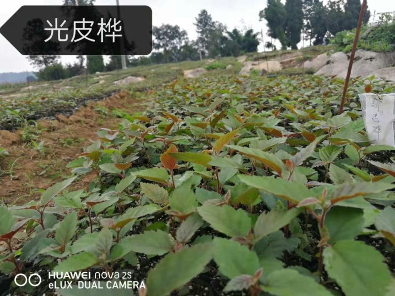 光皮桦