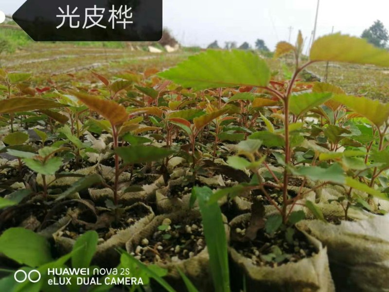 光皮桦