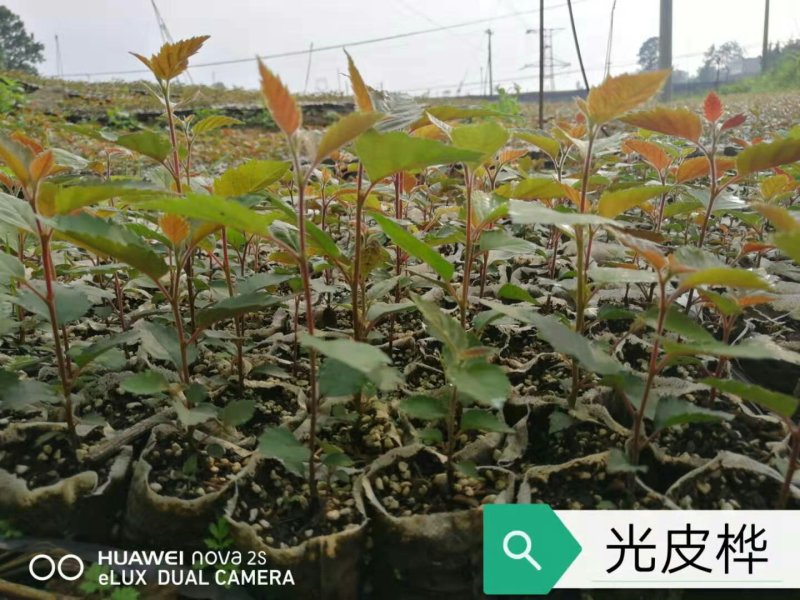 光皮桦