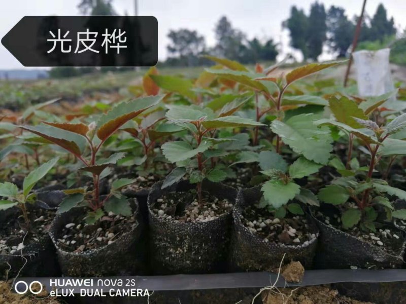 光皮桦
