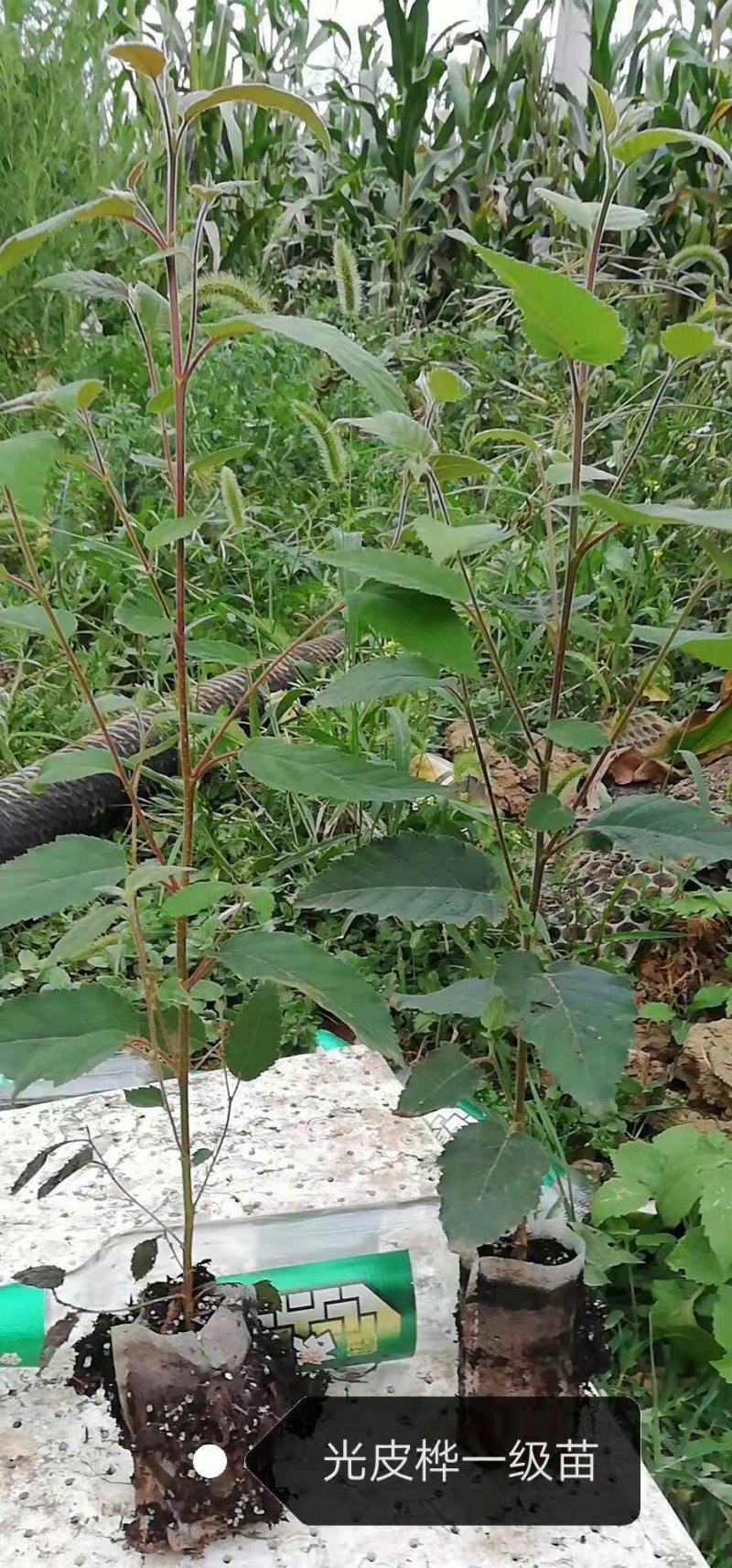 光皮桦