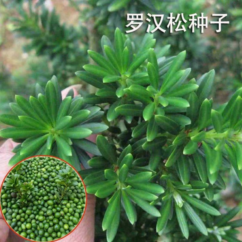 罗汉松种子珍珠台湾罗汉松种子大叶小叶罗汉松种子