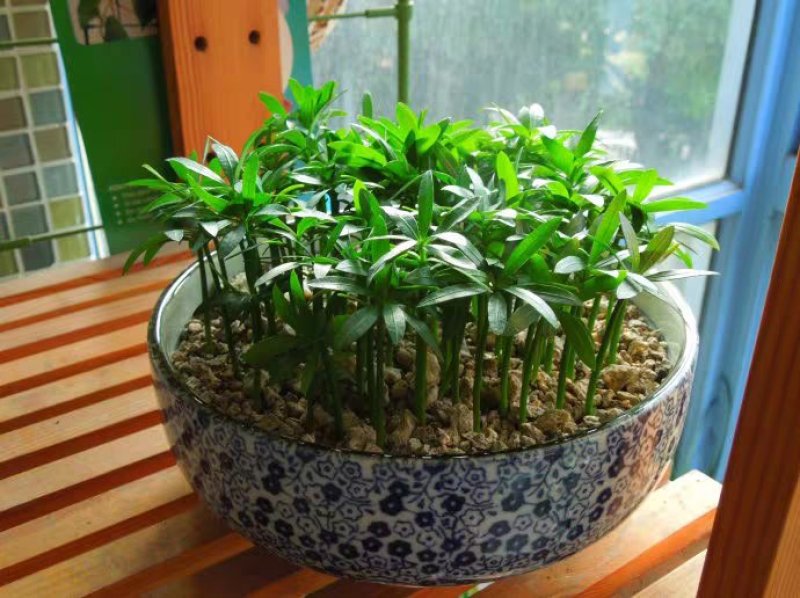 罗汉松种子珍珠台湾罗汉松种子大叶小叶罗汉松种子