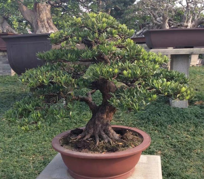 罗汉松种子珍珠台湾罗汉松种子大叶小叶罗汉松种子