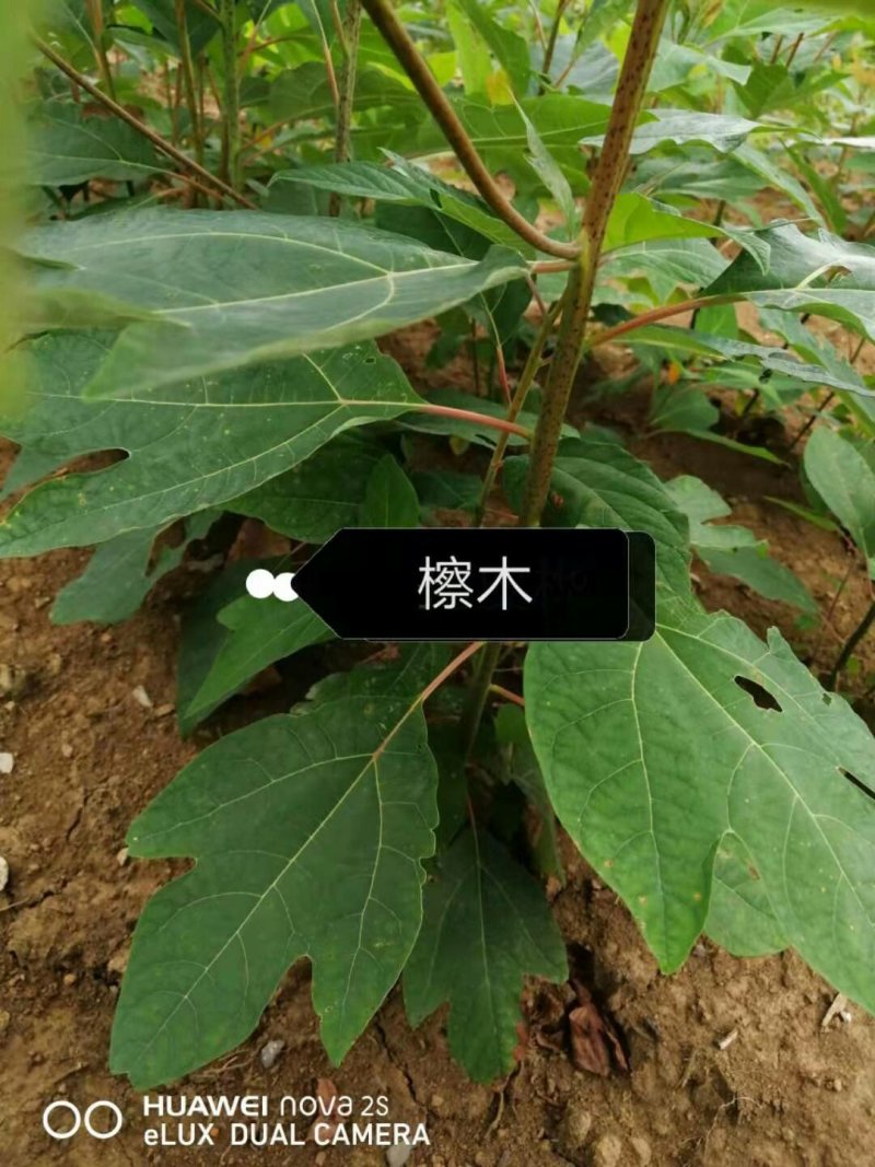 檫木