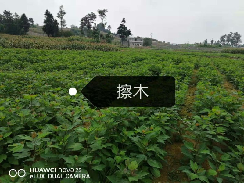 檫木
