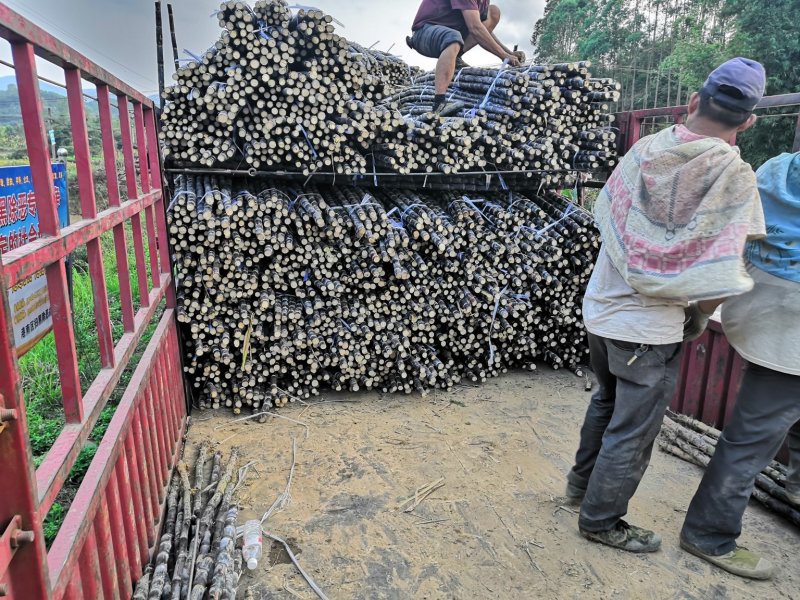 《热卖区》云南黑皮甘蔗大户产地直销信誉保证