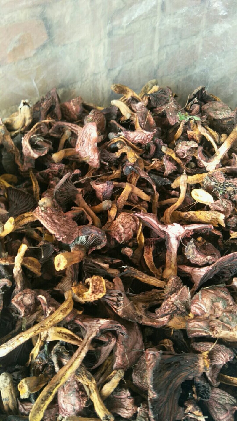 红蘑、松树伞、铆钉菇、肉蘑