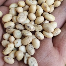 崔善大豆