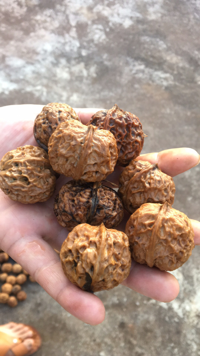 云南野生铁核桃榨油