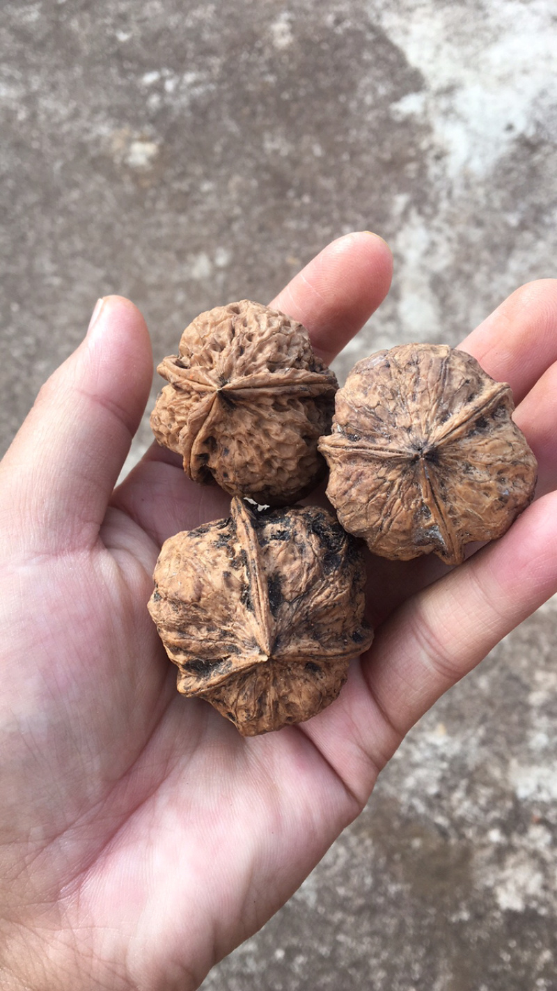 云南野生铁核桃榨油