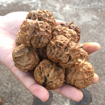 云南野生铁核桃榨油