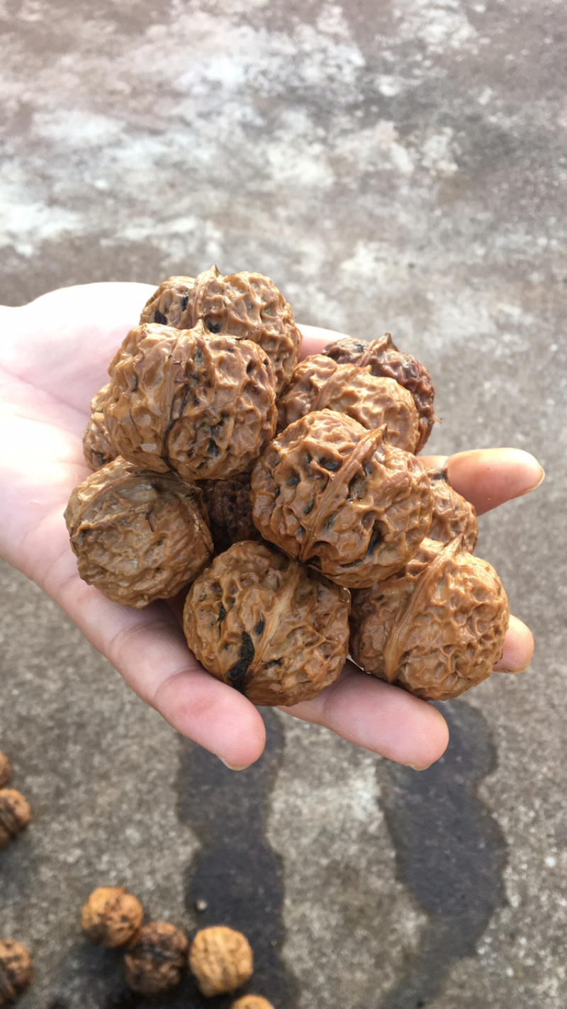 云南野生铁核桃榨油