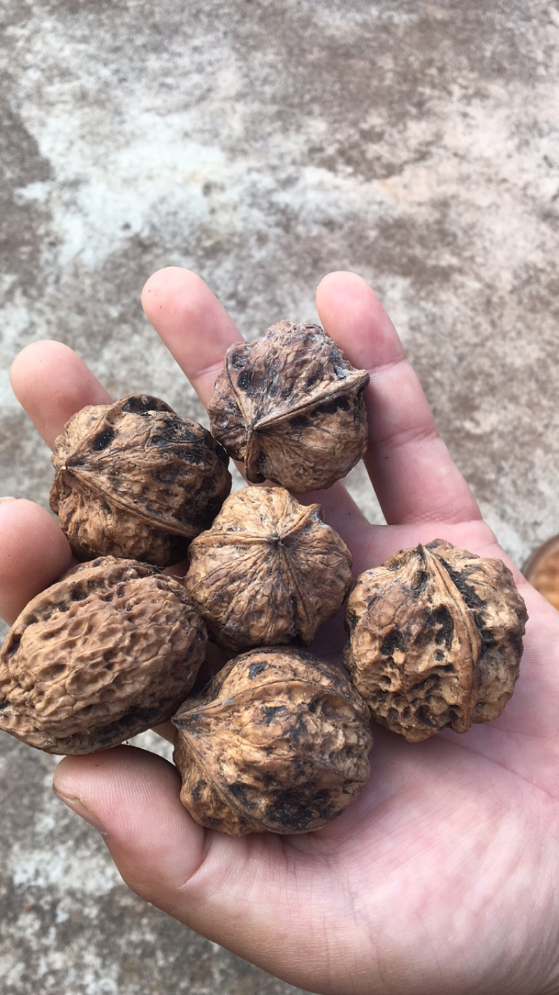 云南野生铁核桃榨油