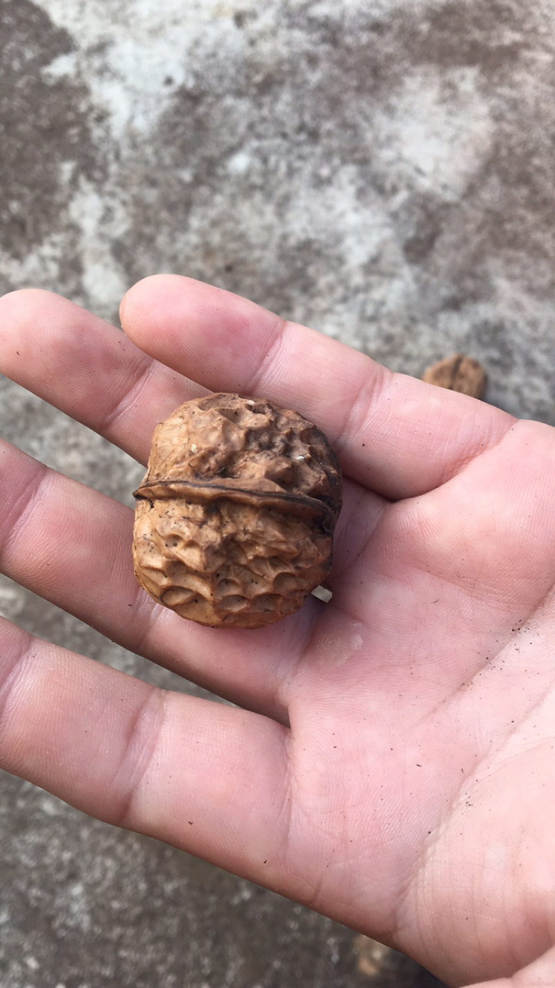 云南野生铁核桃榨油