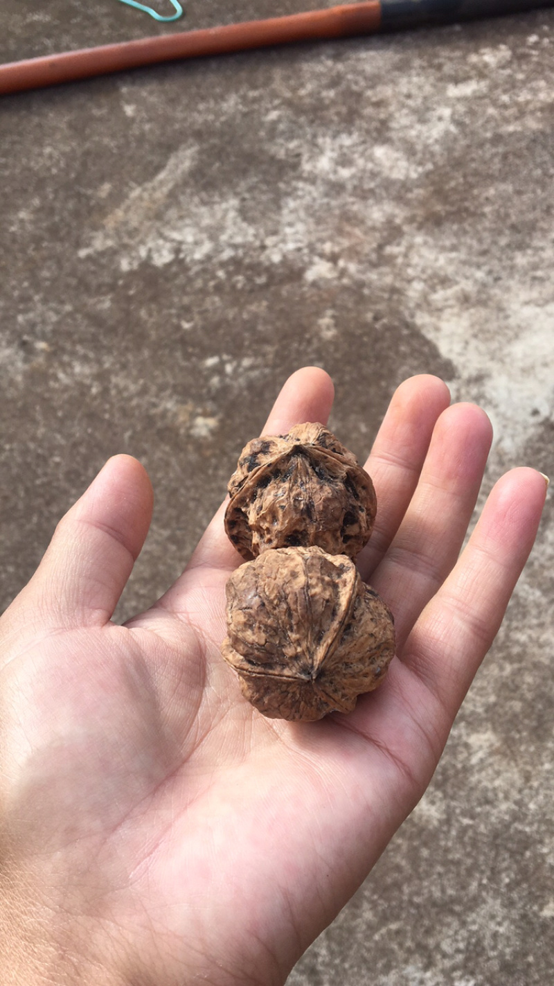 云南野生铁核桃榨油