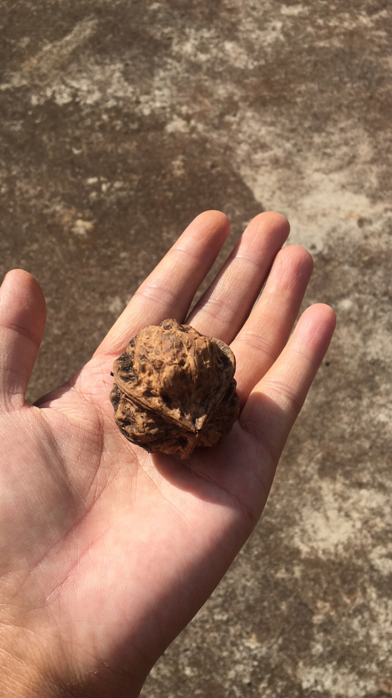 云南野生铁核桃榨油
